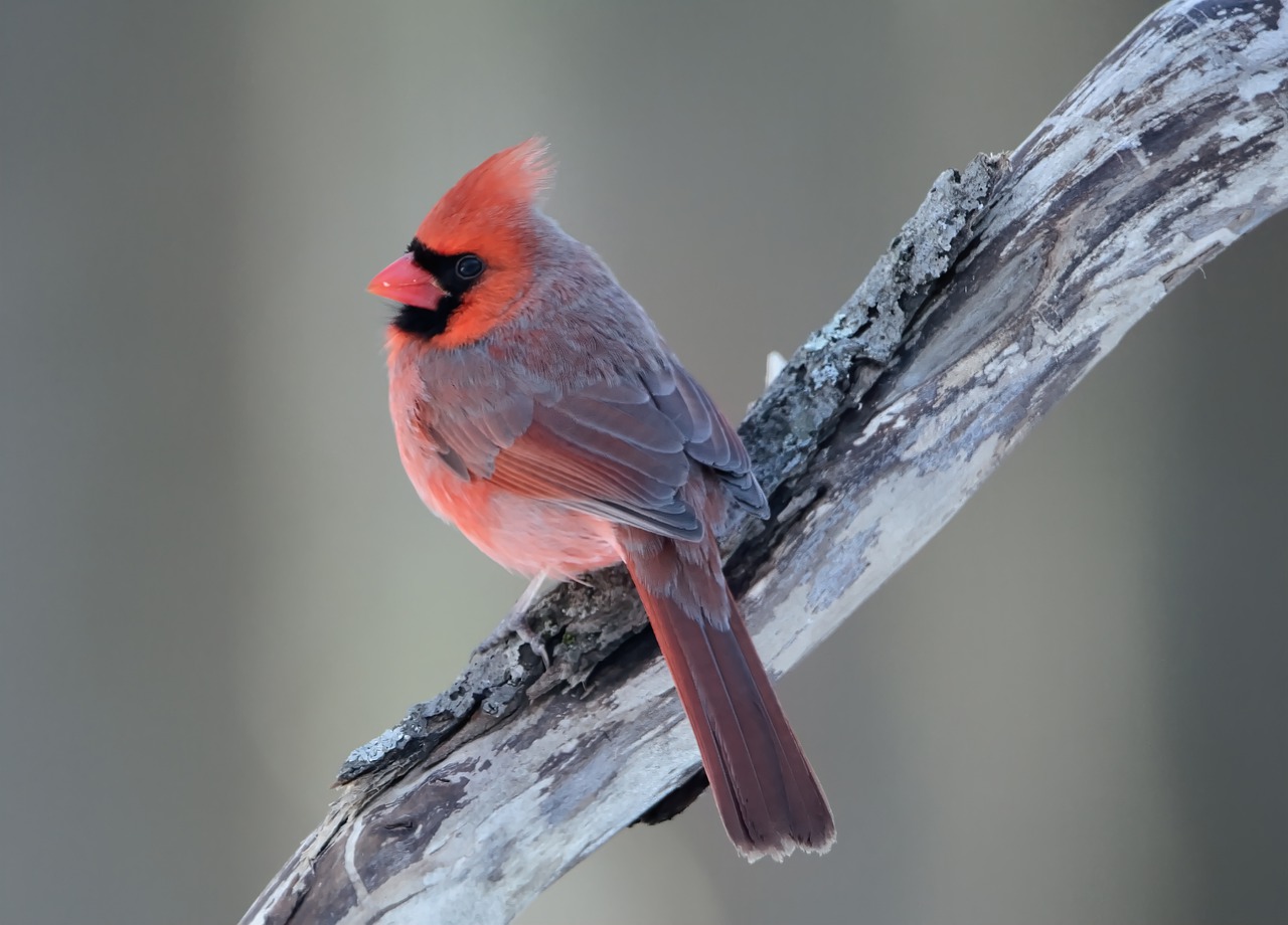 What’s the significance of the Cardinal?